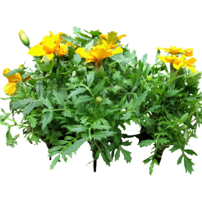 现代2d花草植物组件免费su模型(1)
