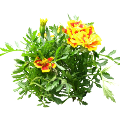 现代2d花草植物组件免费su模型(1)