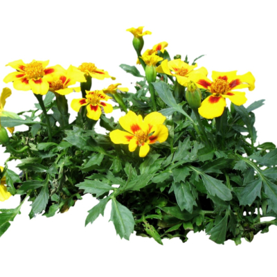 现代2d花草植物组件免费su模型(1)