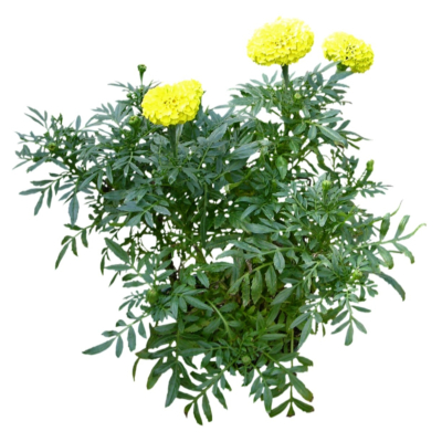 现代2d花草植物组件免费su模型(1)