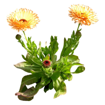 现代2d花草植物组件免费su模型(1)