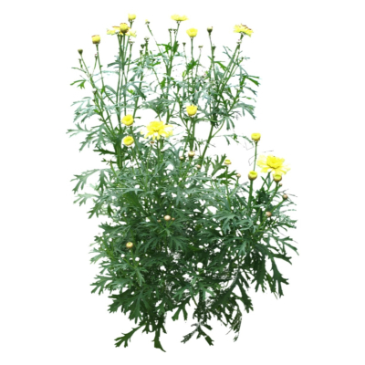 现代2d花草植物组件免费su模型(1)