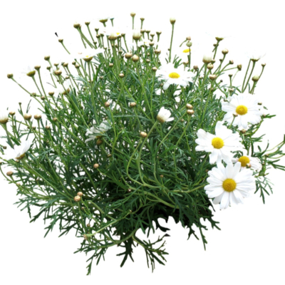 现代2d花草植物组件免费su模型(1)