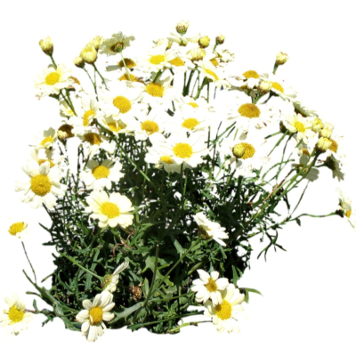 现代2d花草植物组件免费su模型(1)
