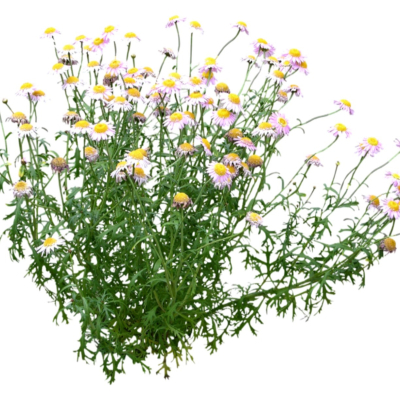 现代2d花草植物组件免费su模型(1)