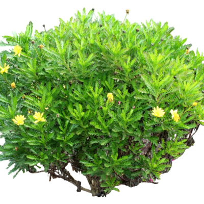 现代2d花草植物组件免费su模型(1)