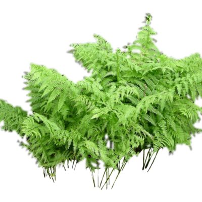 现代2d花草植物组件免费su模型(1)