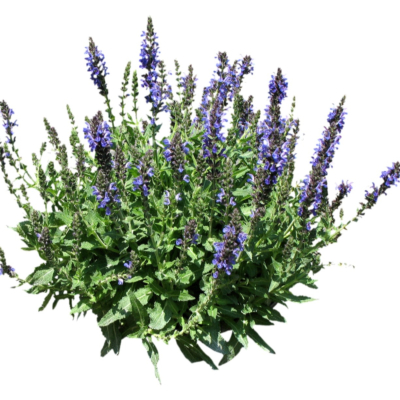 现代2d花草植物组件免费su模型(1)