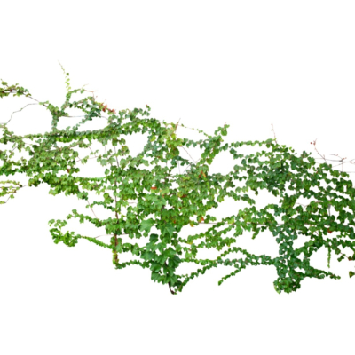现代2d花草植物组件免费su模型(1)