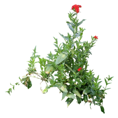 现代2d花草植物组件免费su模型(1)