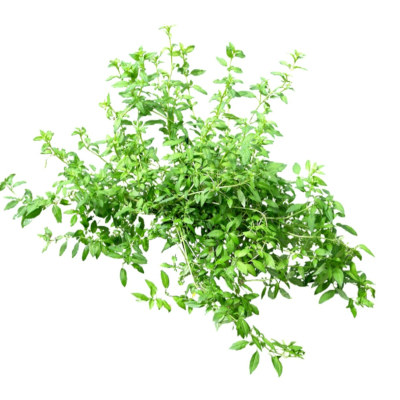 现代2d花草植物组件免费su模型(1)