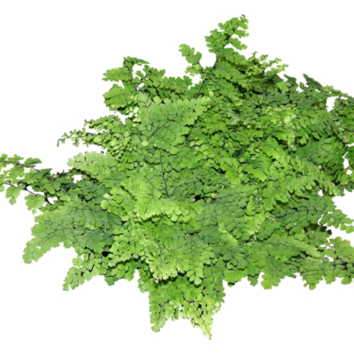 现代2d花草植物组件免费su模型(1)