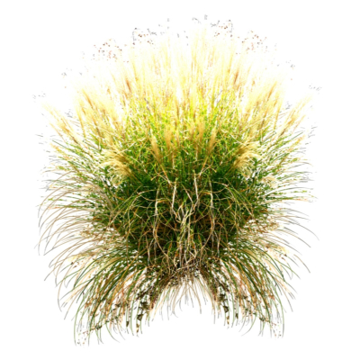 现代2d花草植物组件免费su模型(1)