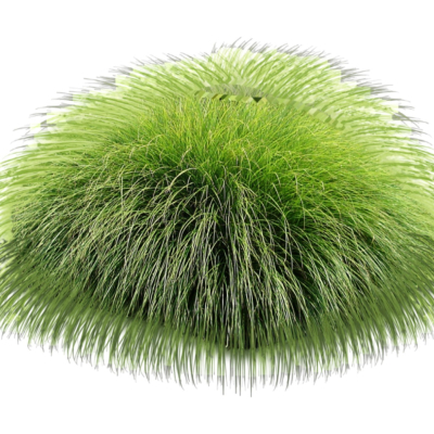 现代2d花草植物组件免费su模型(1)