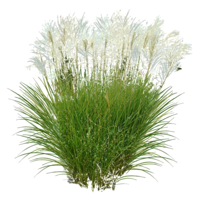 现代2d花草植物组件免费su模型(1)