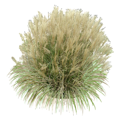 现代2d花草植物组件免费su模型(1)