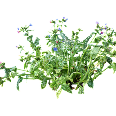 现代2d花草植物组件免费su模型(1)