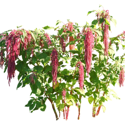 现代2d花草植物组件免费su模型(1)