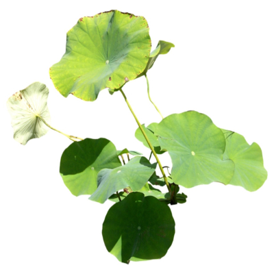 现代2d花草植物组件免费su模型(1)