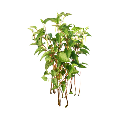 现代2d花草植物组件免费su模型(1)