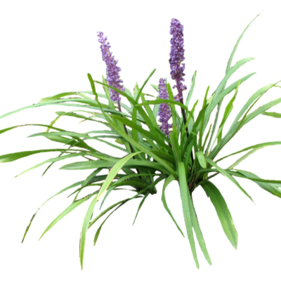 现代2d花草植物组件免费su模型(1)