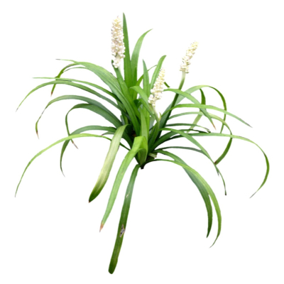 现代2d花草植物组件免费su模型(1)
