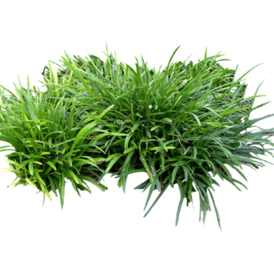 现代2d花草植物组件免费su模型(1)
