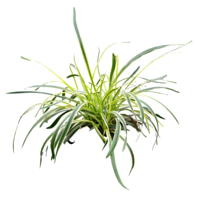现代2d花草植物组件免费su模型(1)
