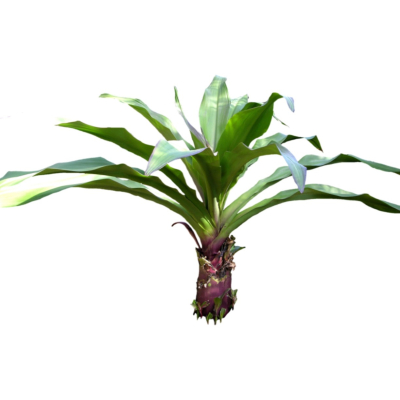 现代2d花草植物组件免费su模型(1)