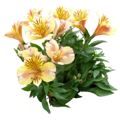 现代2d花草植物组件免费su模型(1)