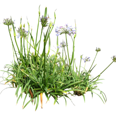 现代2d花草植物组件免费su模型(1)
