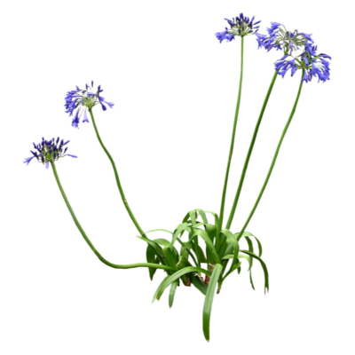 现代2d花草植物组件免费su模型(1)