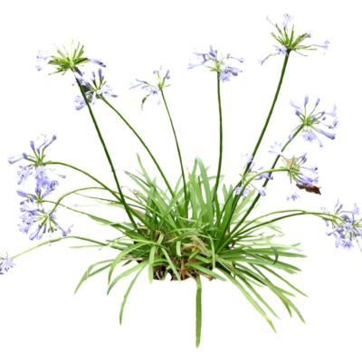 现代2d花草植物组件免费su模型(1)