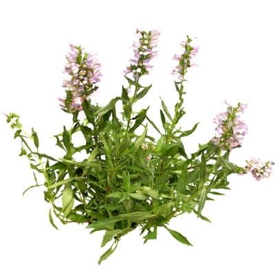 现代2d花草植物组件免费su模型(1)