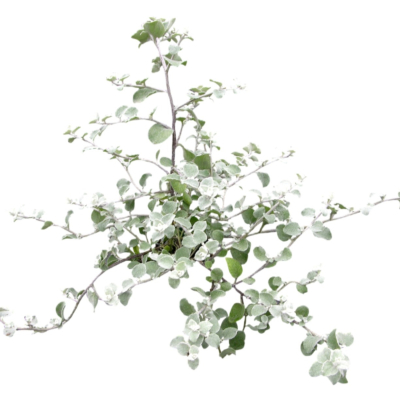 现代2d花草植物组件免费su模型(1)