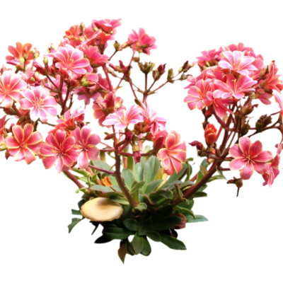 现代2d花草植物组件免费su模型(1)