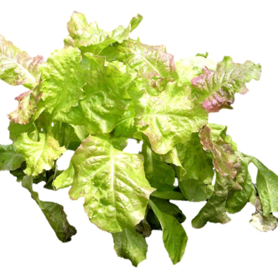 现代2d花草植物组件免费su模型(1)