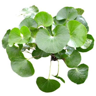 现代2d花草植物组件免费su模型(1)