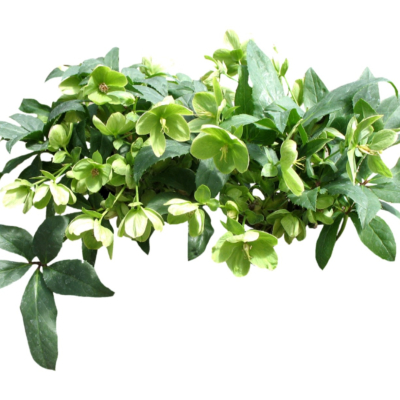 现代2d花草植物组件免费su模型(1)