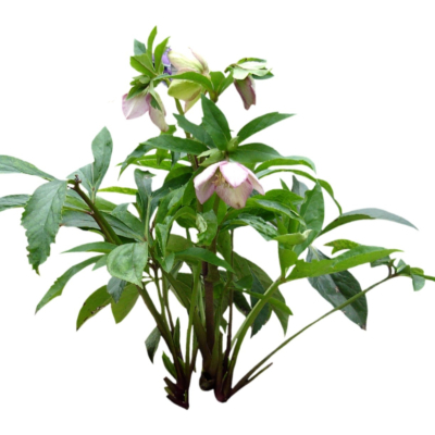 现代2d花草植物组件免费su模型(1)