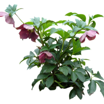 现代2d花草植物组件免费su模型(1)