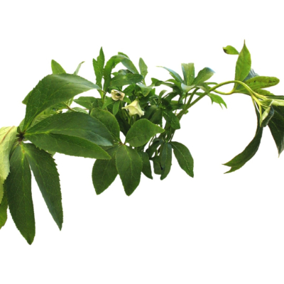 现代2d花草植物组件免费su模型(1)