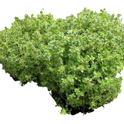 现代2d花草植物组件免费su模型(1)
