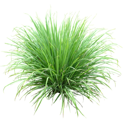 现代2d花草植物组件免费su模型(1)
