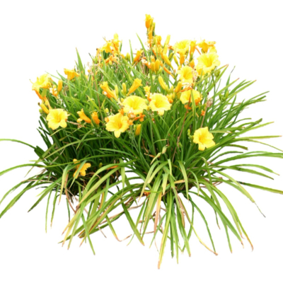 现代2d花草植物组件免费su模型(1)