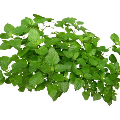 现代2d花草植物组件免费su模型(1)