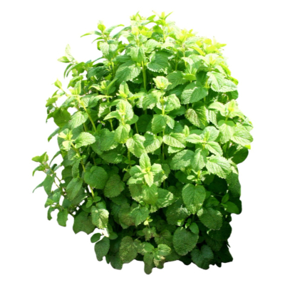 现代2d花草植物组件免费su模型(1)