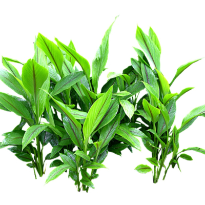 现代2d花草植物组件免费su模型(1)