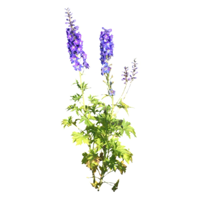 现代2d花草植物组件免费su模型(1)