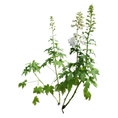 现代2d花草植物组件免费su模型(1)